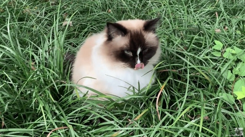 Feline Hyperesthesia Syndrome (Twitchy Cat Disease): A Holistic Healing Guide