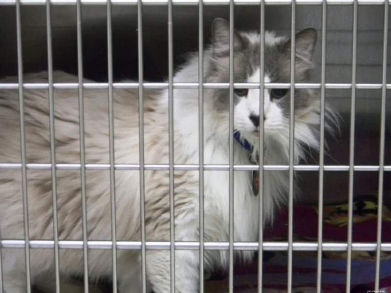 Ragdoll Rescue: Essential Resources to Find a Ragdoll Cat for Adoption