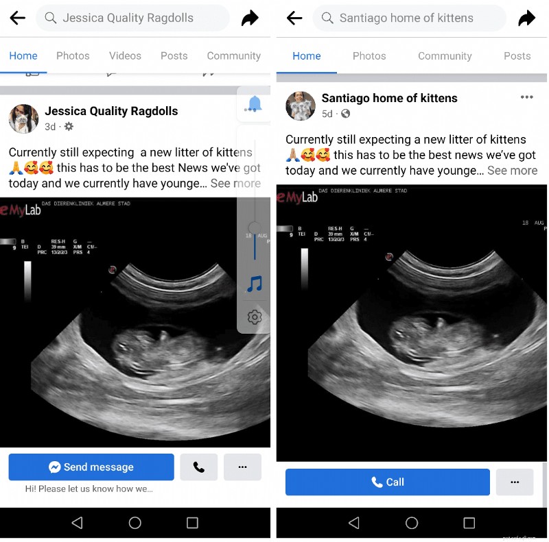 Facebook Pet Scams: How to Spot Fake Cat Listings and What to Do If You’re Victimized