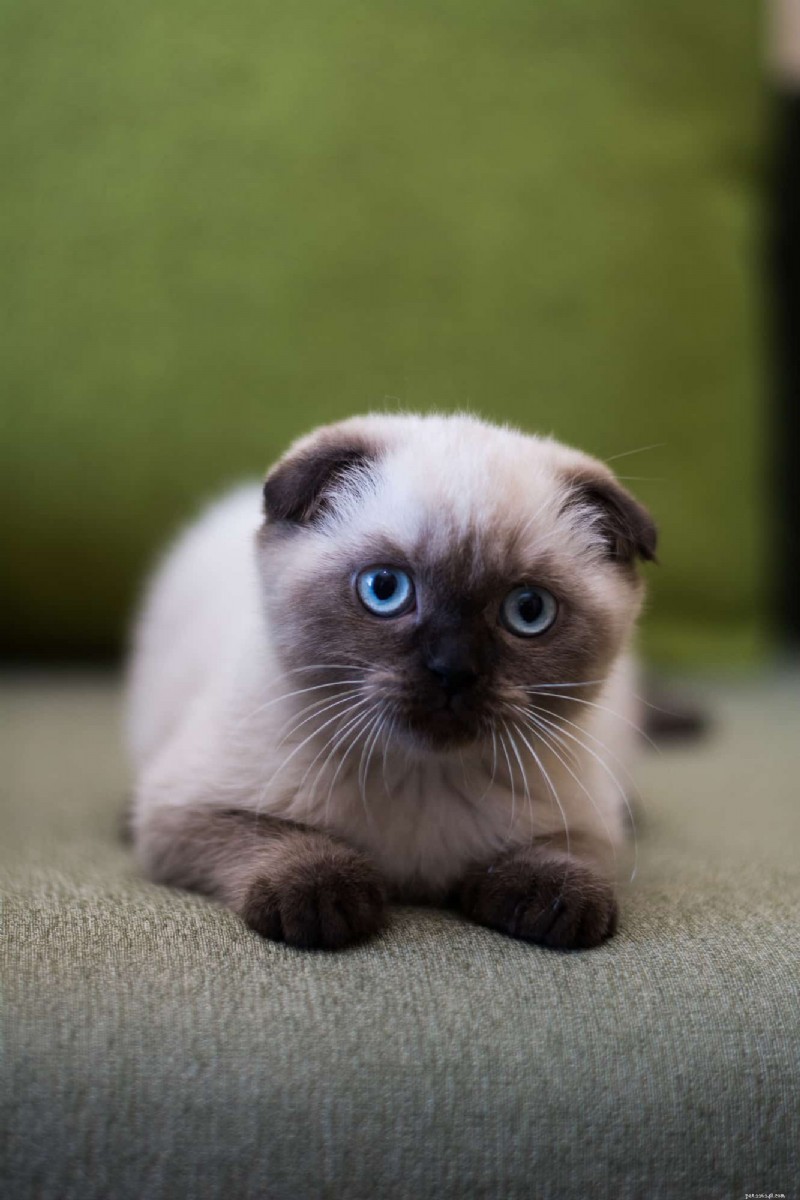 Facebook Pet Scams: How to Spot Fake Cat Listings and What to Do If You’re Victimized