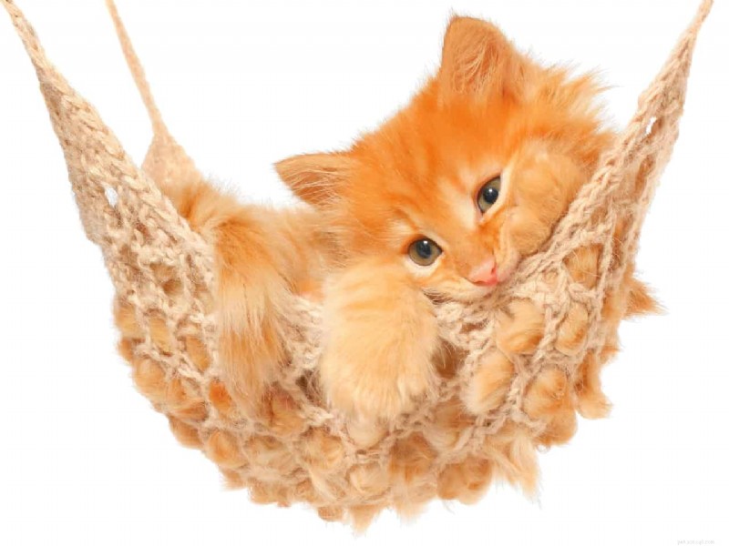 Facebook Pet Scams: How to Spot Fake Cat Listings and What to Do If You’re Victimized