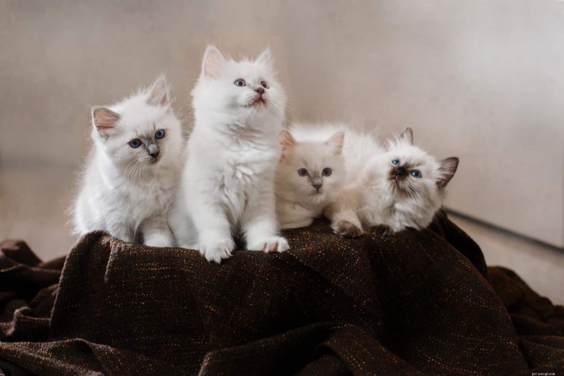 Facebook Pet Scams: How to Spot Fake Cat Listings and What to Do If You’re Victimized