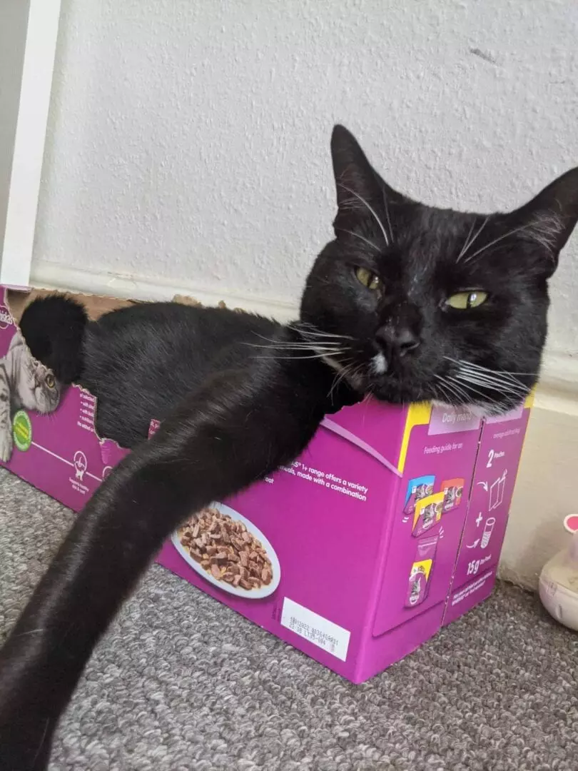 Cats Who Prove: If It Fits, I Sit