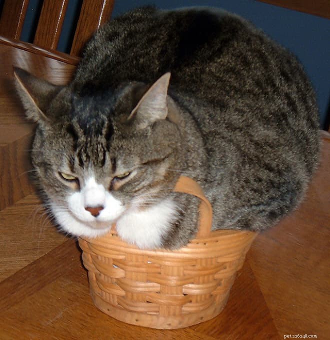 Cats Who Prove: If It Fits, I Sit