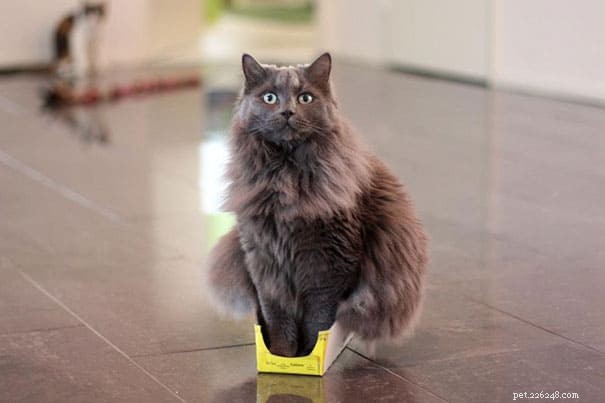 Cats Who Prove: If It Fits, I Sit