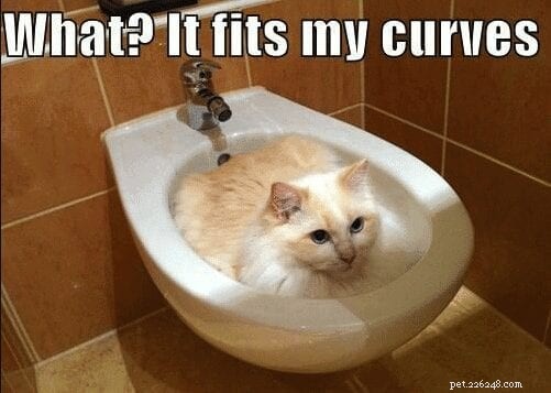 Cats Who Prove: If It Fits, I Sit