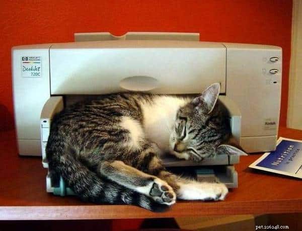 Cats Who Prove: If It Fits, I Sit