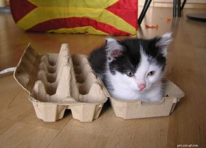 Cats Who Prove: If It Fits, I Sit