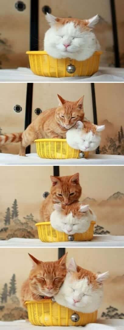 Cats Who Prove: If It Fits, I Sit