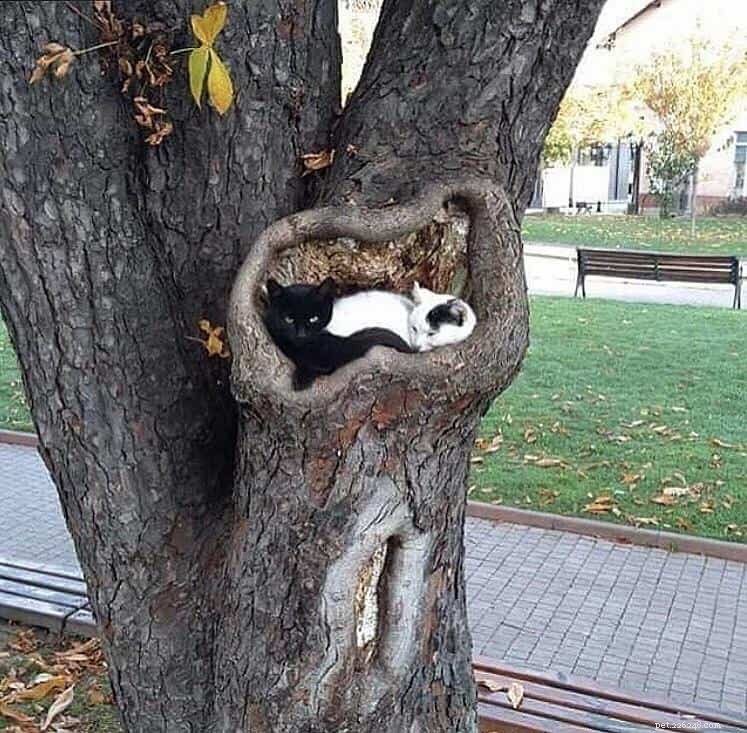 Cats Who Prove: If It Fits, I Sit