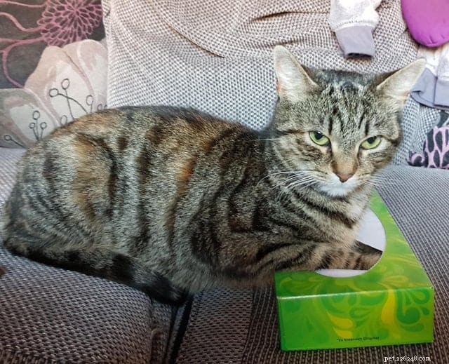 Cats Who Prove: If It Fits, I Sit