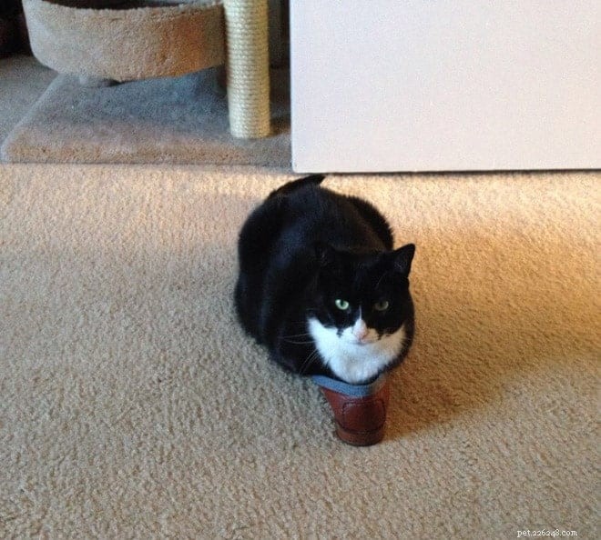 Cats Who Prove: If It Fits, I Sit