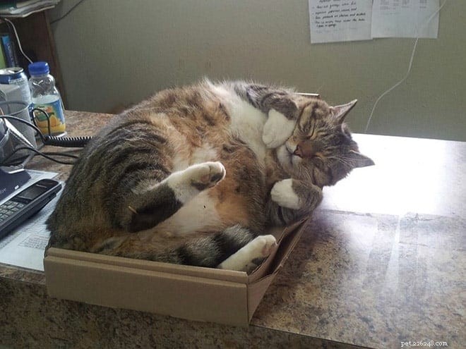 Cats Who Prove: If It Fits, I Sit