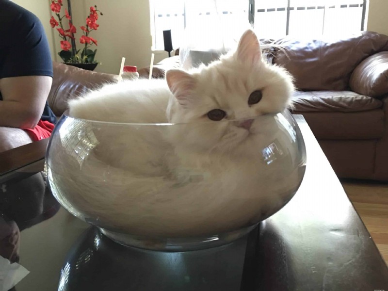 Cats Who Prove: If It Fits, I Sit