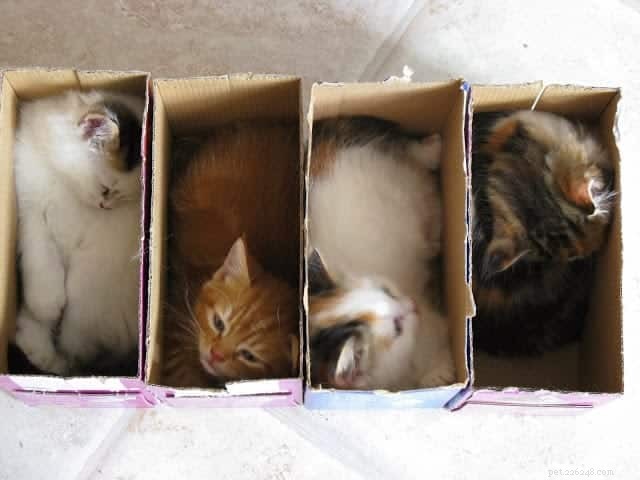 Cats Who Prove: If It Fits, I Sit