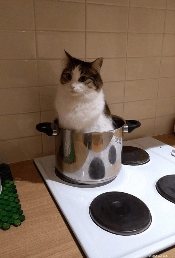 Cats Who Prove: If It Fits, I Sit