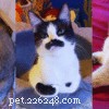 Cats Who Prove: If It Fits, I Sit