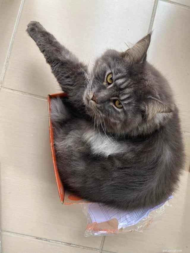 Cats Who Prove: If It Fits, I Sit