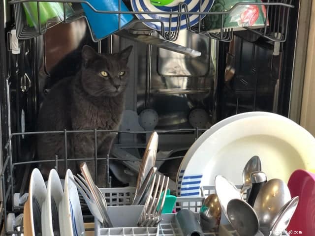 Cats Who Prove: If It Fits, I Sit