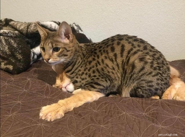 Cats Who Prove: If It Fits, I Sit
