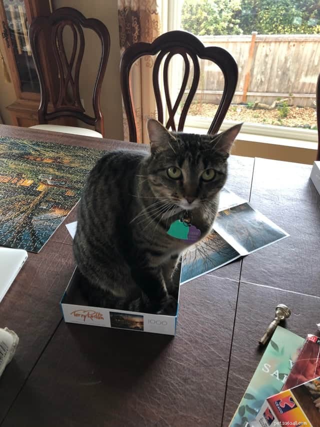 Cats Who Prove: If It Fits, I Sit