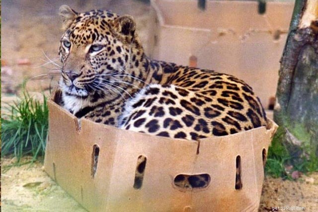 Cats Who Prove: If It Fits, I Sit
