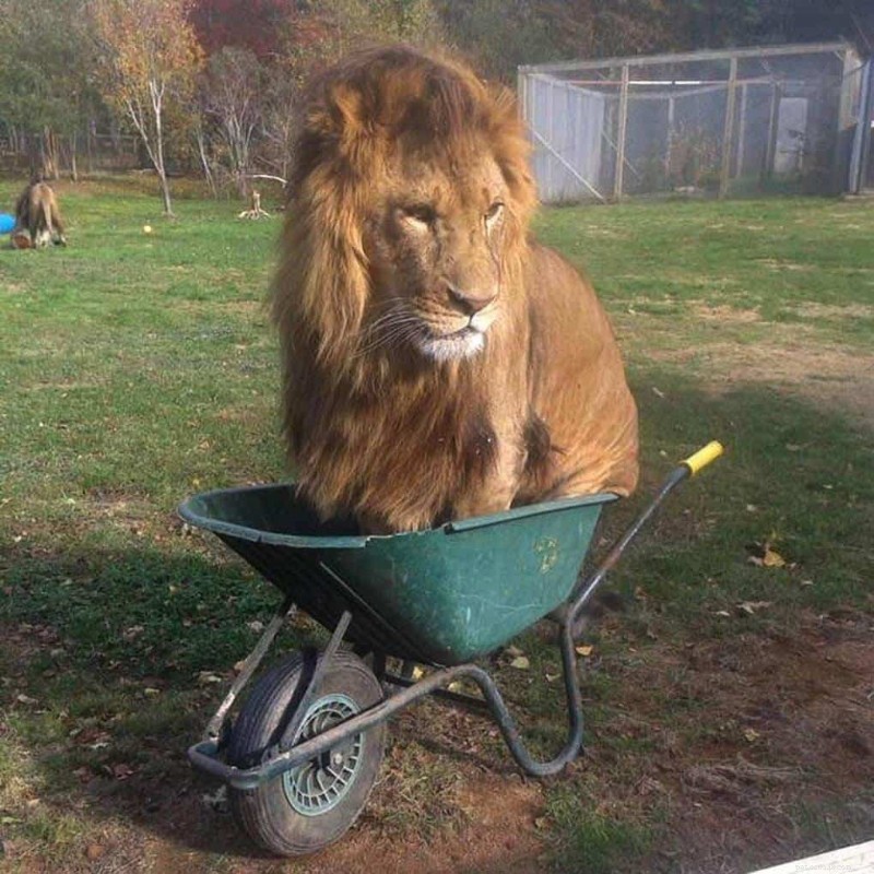 Cats Who Prove: If It Fits, I Sit