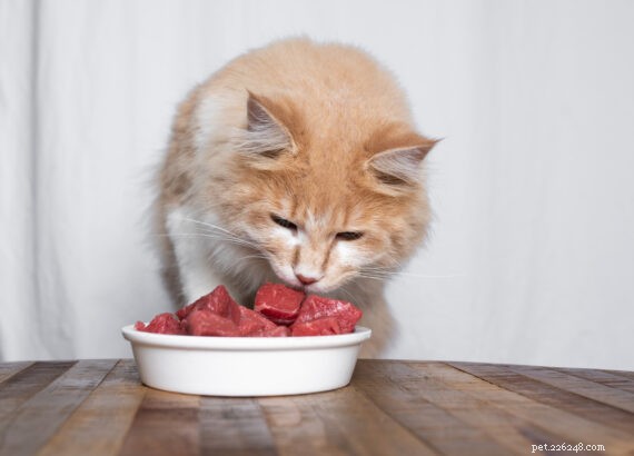 Why Veterinary Dental Diets Aren’t the Best Solution for Your Pet’s Oral Health