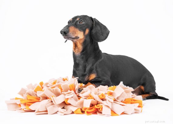 Pet Wellness Month 2025: Top Trends from Tail Blazers for Healthier, Happier Cats and Dogs