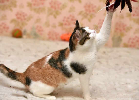 Pet Wellness Month 2025: Top Trends from Tail Blazers for Healthier, Happier Cats and Dogs