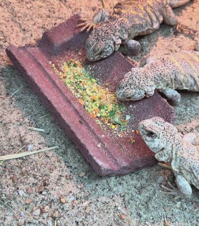Developing Uro Grit: Reimagining Seeds, Roughage, and Natural Diets for Herbivorous Desert Reptiles