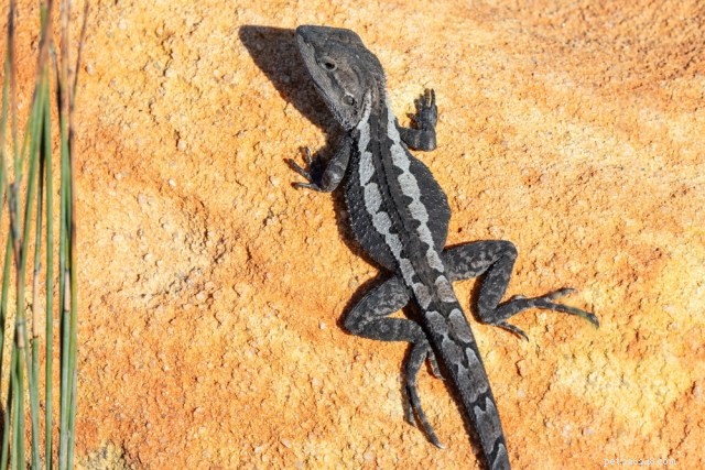 How to Choose the Best Heat Lamp for Your Reptile: A Beginner’s Guide