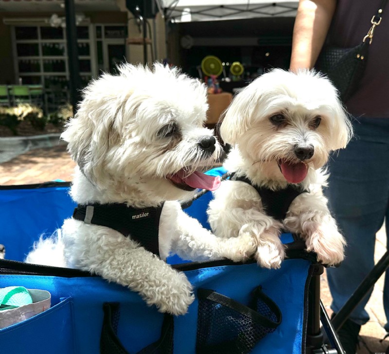 7 Essential Preventive Care Tips for a Happy, Healthy Dog