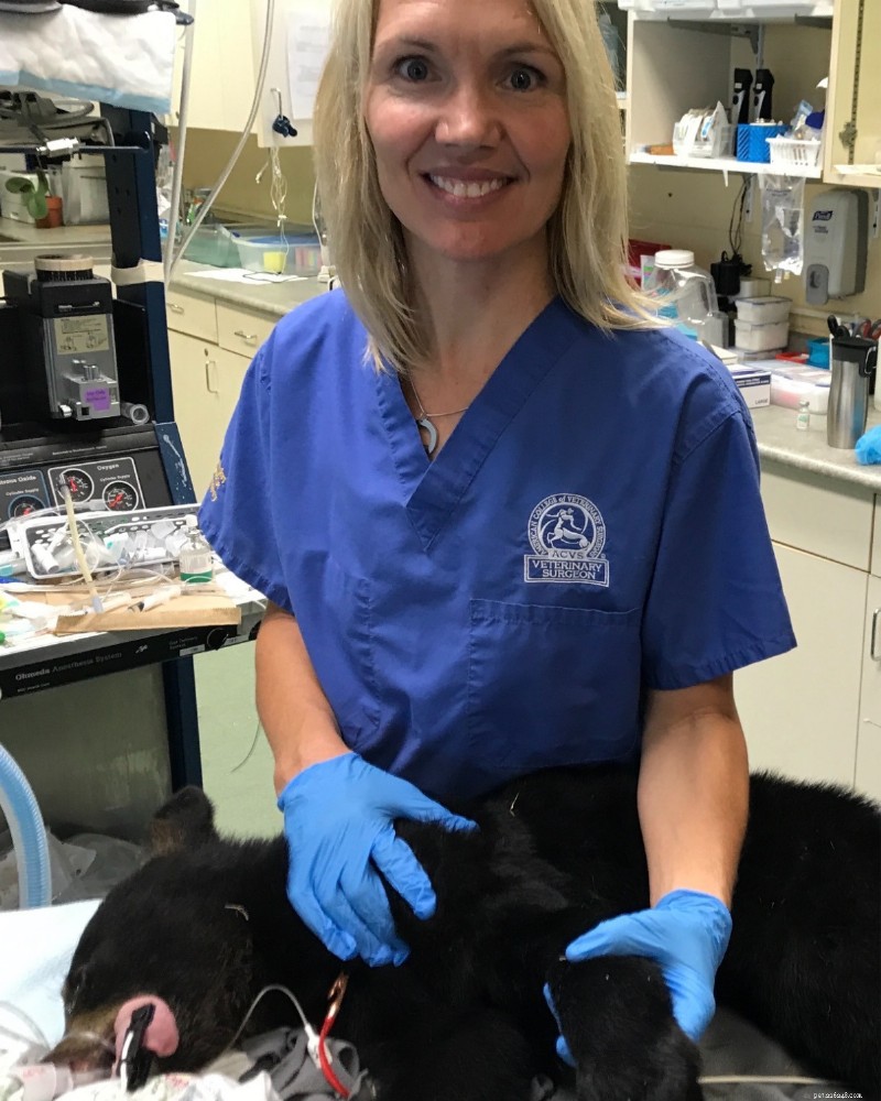 Dr. Krista Halling: Expert Guidance on Dog Mobility, IVDD, and Safe Outdoor Adventures