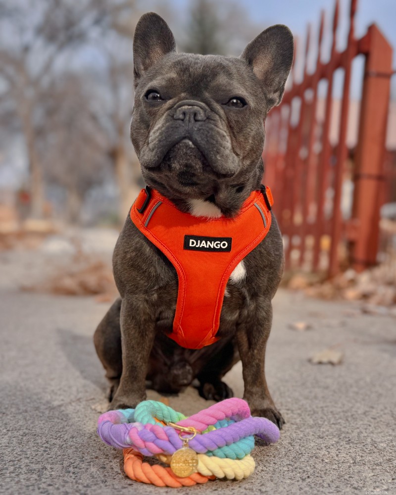 Dr. Krista Halling: Expert Guidance on Dog Mobility, IVDD, and Safe Outdoor Adventures
