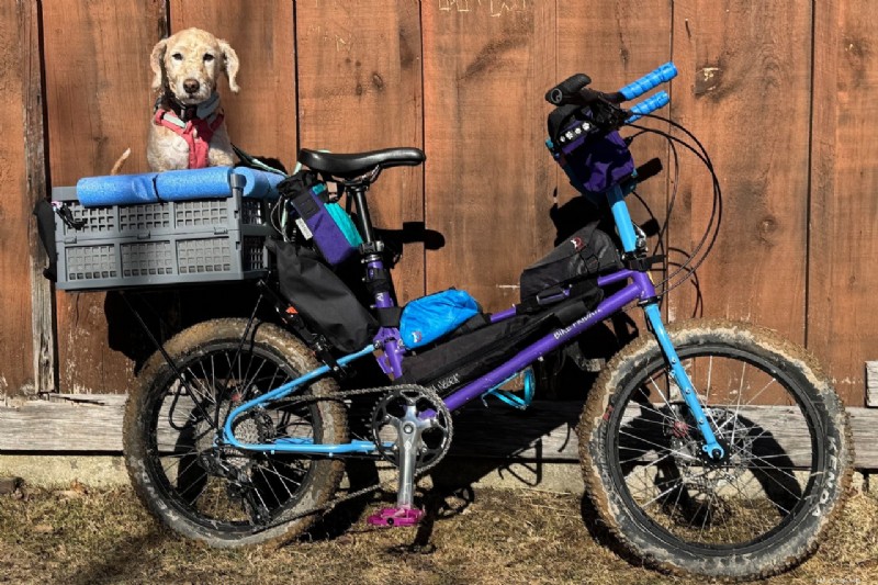 Dr. Krista Halling: Expert Guidance on Dog Mobility, IVDD, and Safe Outdoor Adventures