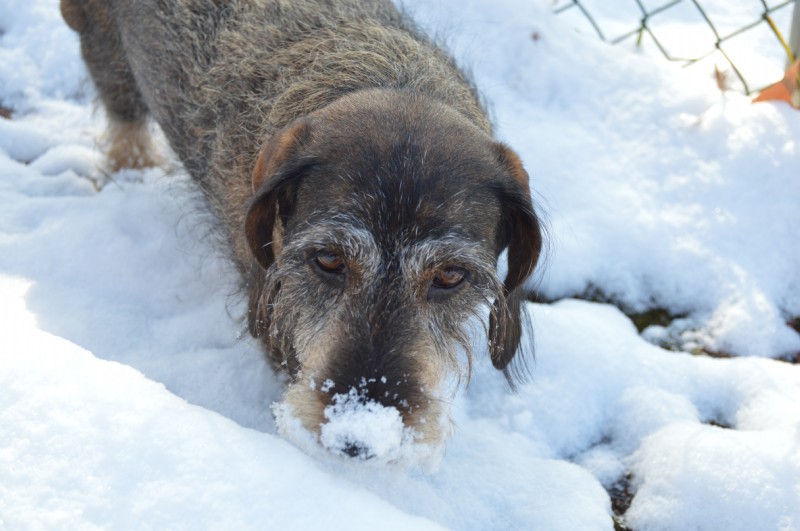 Pet New Year’s Resolutions from Milwaukee Dog Walkers & Sitters