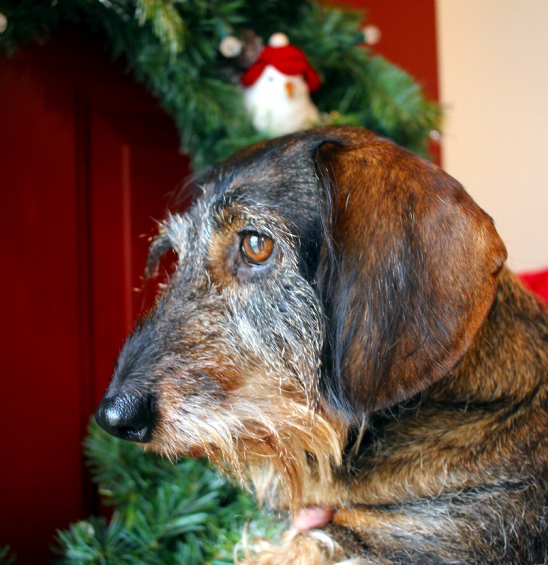 Holiday Safety Tips for Pets from Milwaukee Dog Walkers & Pet Sitters