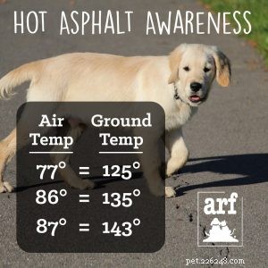 Tips to Ensure a Happy, Safe Summer for You and Your Pet!