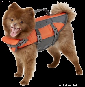 Tips to Ensure a Happy, Safe Summer for You and Your Pet!