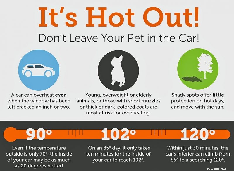 Tips to Ensure a Happy, Safe Summer for You and Your Pet!