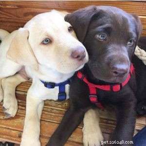 Milwaukee East Side Dog Walking Guide: Summer Activities & Events
