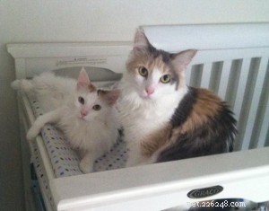 What to Do If You Find Blood in Your Pet’s Stool