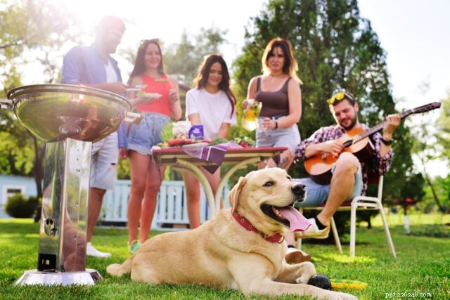 Backyard BBQ Safety for Dogs: Essential Tips to Keep Your Pup Protected