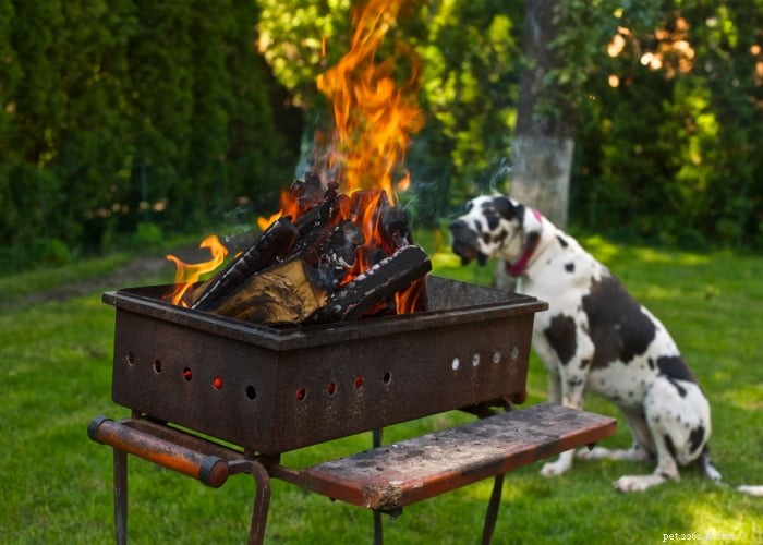 Backyard BBQ Safety for Dogs: Essential Tips to Keep Your Pup Protected