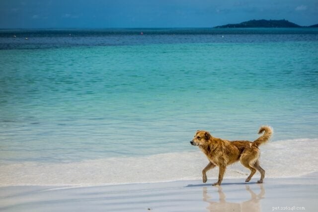 10 Essential Beach Safety Tips for Dogs and How to Avoid Common Hazards