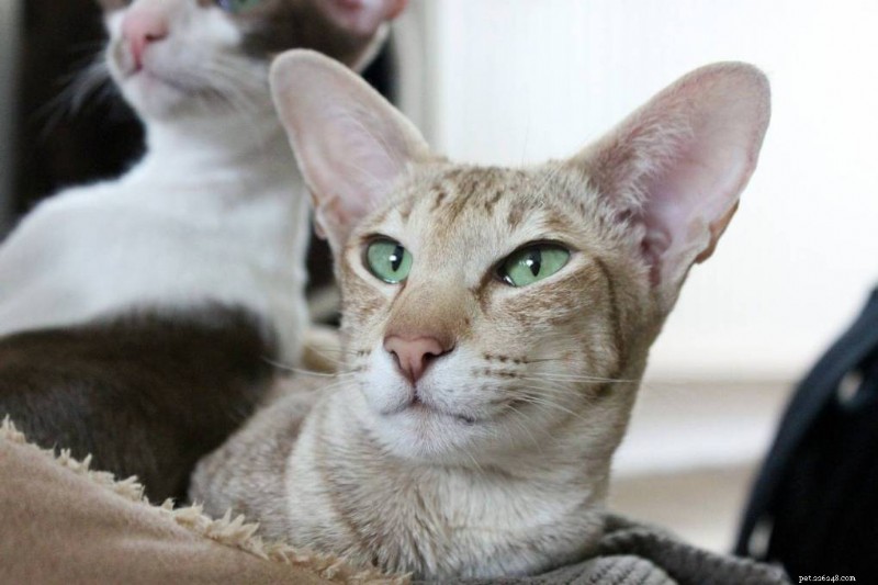 2026 Guide: True Cost of Purebred Cats and What Affects Their Price