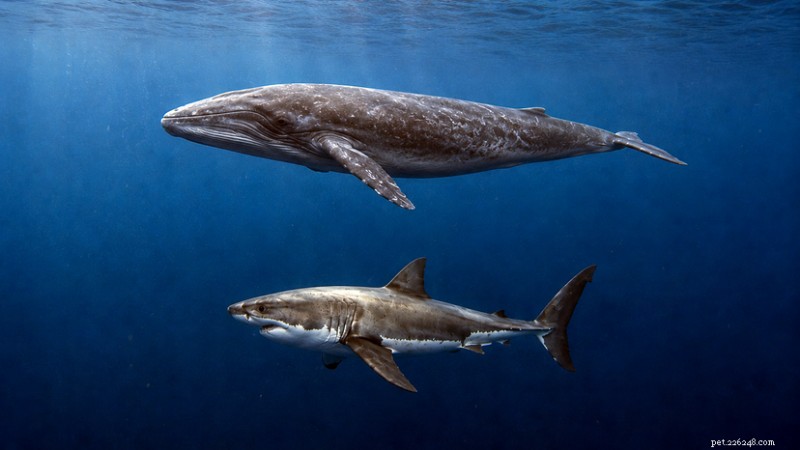 Newborn Blue Whales Outsize Adult Great White Sharks
