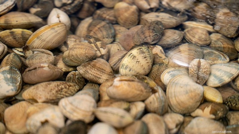 Manila Clams Now Established on U.S. Northeast Coast
