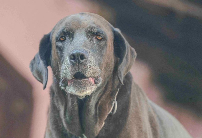 Buddy Guard vs Critical Immune Defense: Comparing Mushroom Supplements for Pets